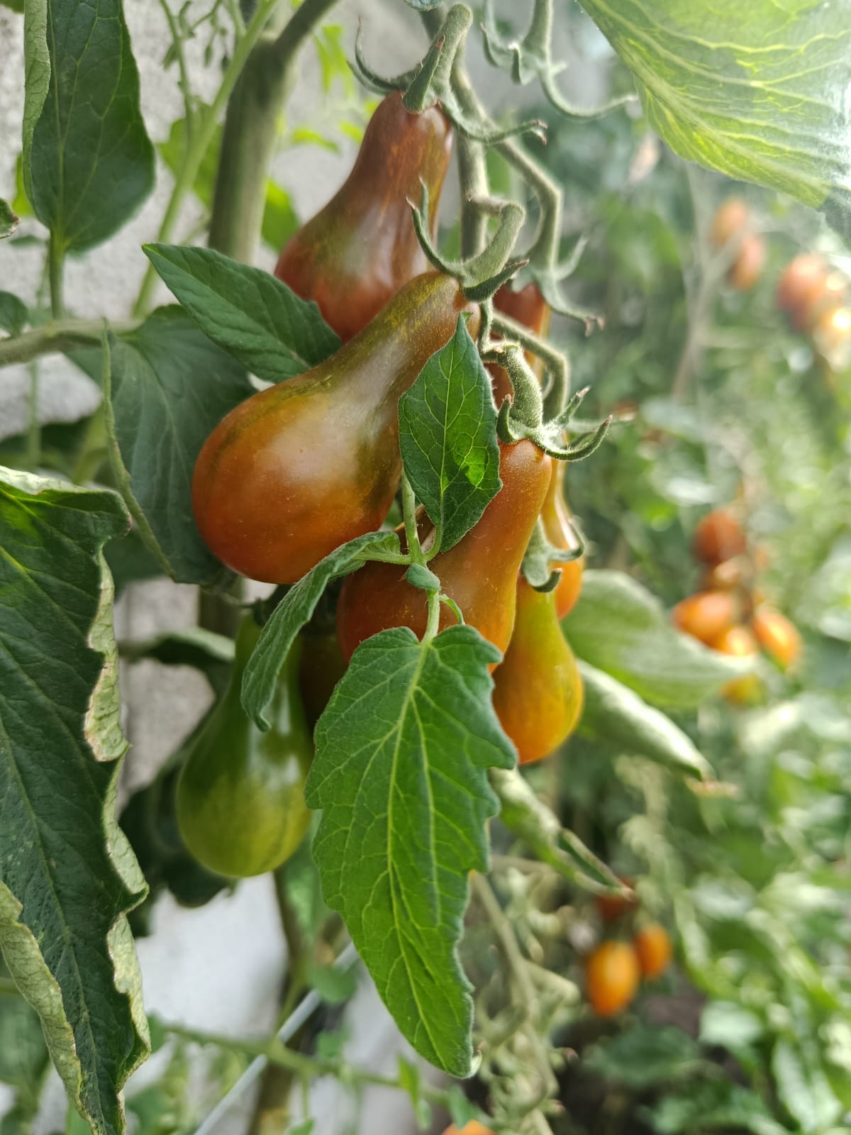 Huerta 1