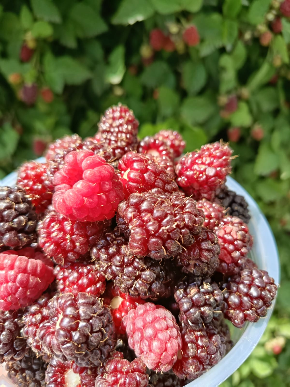 Huerta 2