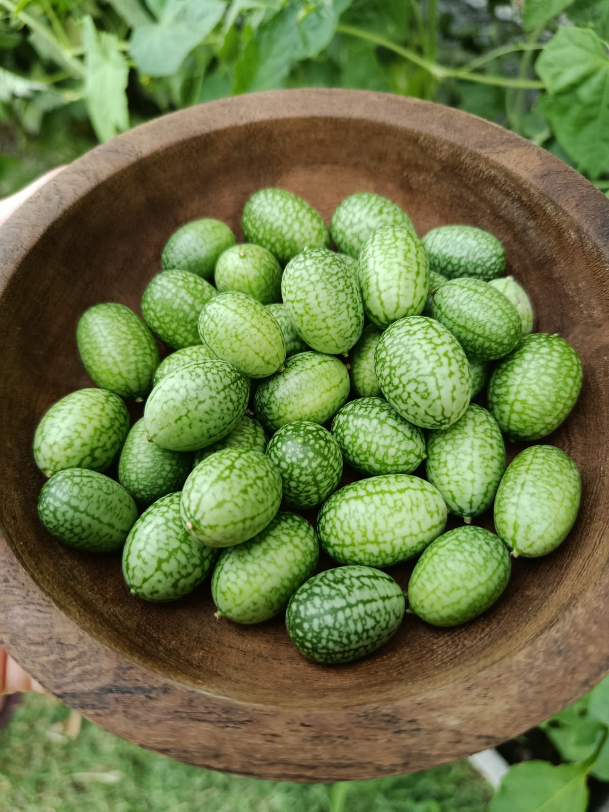 Huerta 3