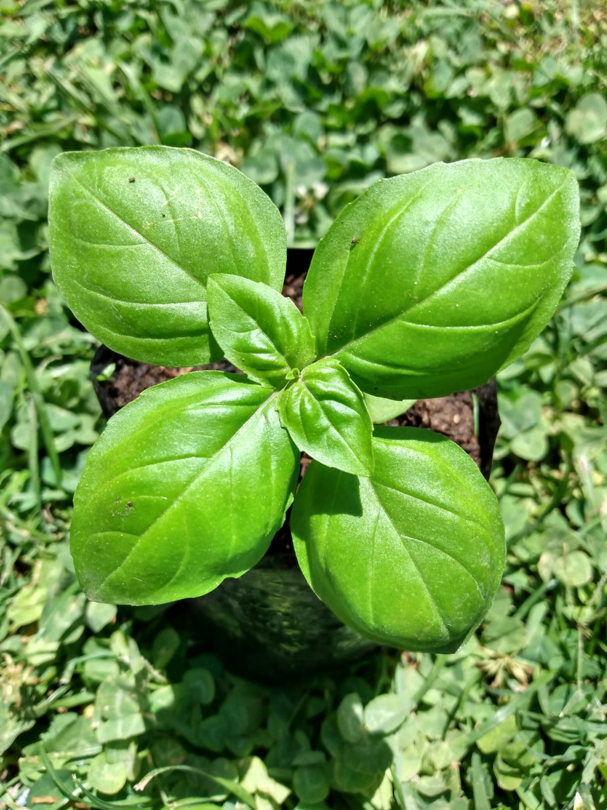Huerta 4